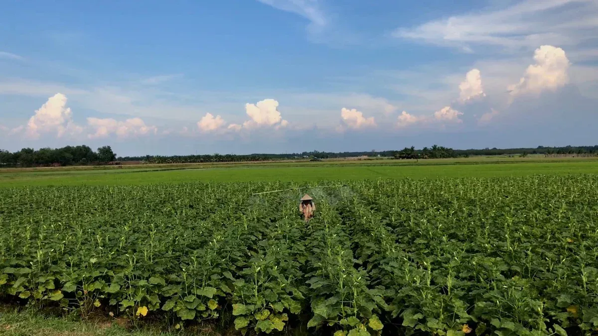 When Does Crop Protection Works Well