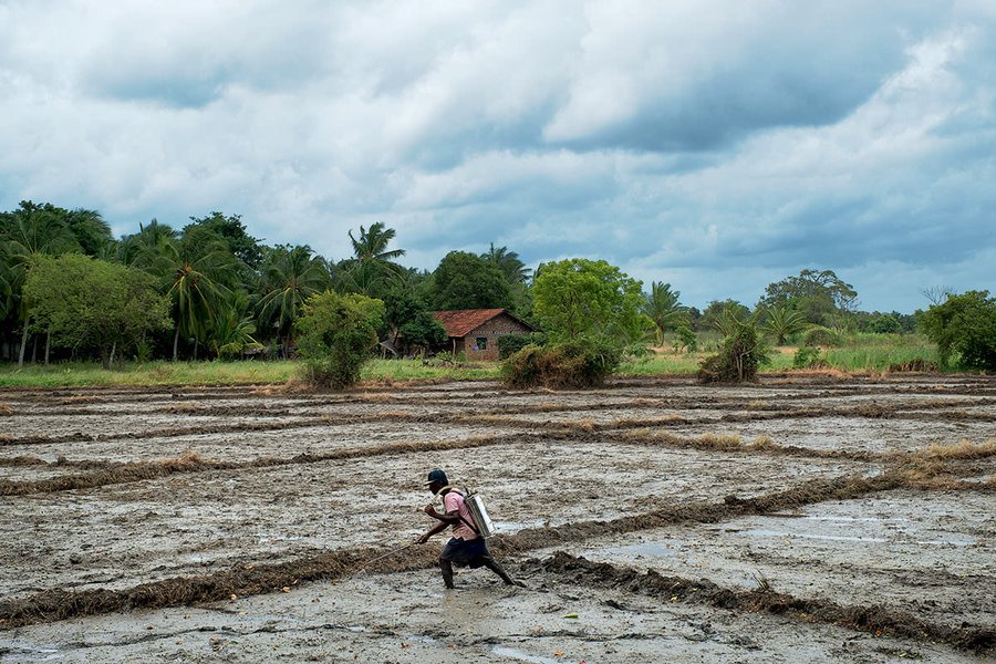 Sri Lanka: Pesticide prices to be reduced to provide relief to farmers