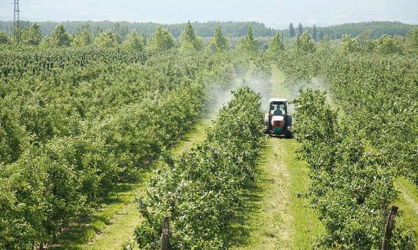 Technical points of disease and pest control on orchard in spring