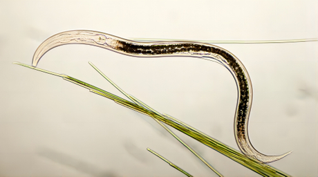 Nematodes_1000x.jpg