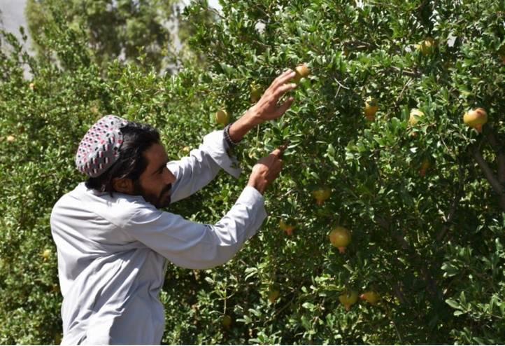 Chinese, Pakistani scientists join hands to combat citrus diseases, insect pests