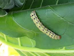 Spodoptera litura outbreak in central India