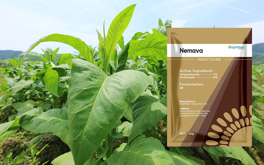 During the growth period of tobacco, be cautious of nematodes