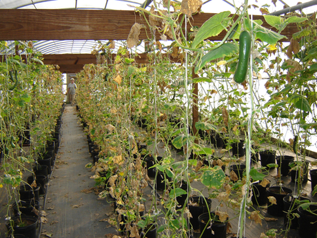 harrell_greenhouse.jpg