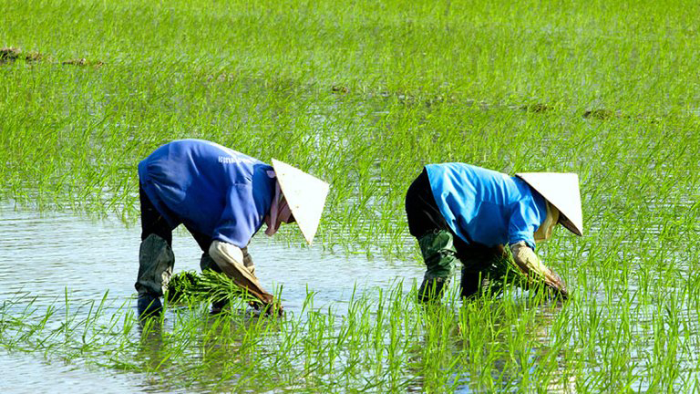 In the first two months of this year, China has once again become the largest market for Vietnam's agricultural and aquatic product exports.