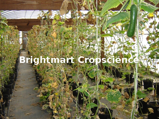 Crop Science Crop Science