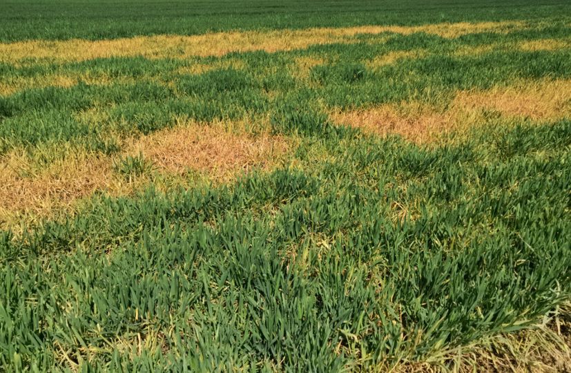 Proper adjuvant use boosts herbicide effectiveness