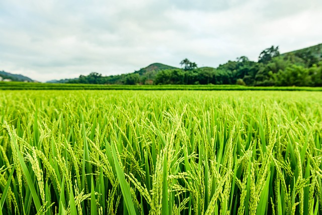 What Is The Use of Pesticides in Agriculture?